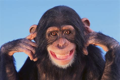 Share the best GIFs now >>>. . Funny monkey photos